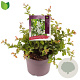 Chaenomeles sup. 'Jet Trail' 25-30 cm 3,0L