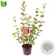 Cornus alba 'Sibirica' 80-100 cm 7,5L