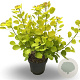 Cotinus cog. Golden Spirit 60-80 cm 13L