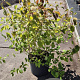 Cornus sang. 'Midwinter Fire' 60-80 cm 10L