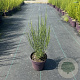 Cytisus 'Apricot Gem' 40-50 cm C1.2