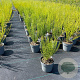 Cytisus 'Boskoop Ruby' 40-50 cm C1.2