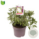 Deutzia hybrida 'Mont Rose' 60-80 cm 7,5L