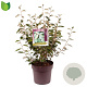 Elaeagnus ebbingei 70-80 cm 10L