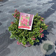 Escallonia 'Red Dream' 30-40 cm 5,0L