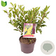Forsythia int. 'Lynwood' 40-50 cm 3,0L