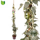 Hedera alg. 'Gloire de Marengo' 150-175 cm 50L