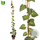 Hedera colchica 'Sulphur Heart' 125-150 cm 50L