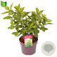 Hydrangea pan. 'Limelight' 40-50 cm 3,0L