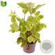 Hydrangea querc. 'Black Porch' 40-50 cm 3,0L