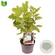 Hydrangea querc. Snow Queen 40-50 cm 3,0L