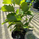 Hydrangea quercifolia 30-40 cm 3,0L