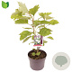 Hydrangea quercifolia 40-50 cm 3,0L