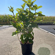 Hydrangea quercifolia 40-50 cm 3,0L