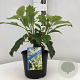 Hydrangea quercifolia 40-50 cm 3,0L