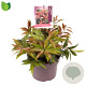 Leucothoe keiskei 'Royal Ruby' GM C5