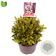 Leucothoe 'Zeblid' GM C5