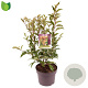 Ligustrum luc. Green Screen 50-60 cm 5,0L