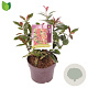 Photinia fraseri 'Carré Rouge' 40-50 cm 3,0L
