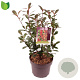 Photinia fraseri 'Carré Rouge' 40-50 cm 5,0L