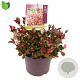 Photinia fraseri 'Little Fenna' 25-30 cm 7,5L