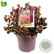 Photinia fraseri 'Little Fenna' 30-35 cm 10L