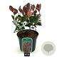Photinia fraseri 'Little Red Robin' 25-30 cm 2,0L