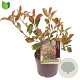 Photinia fraseri 'Red Robin' 30-40 cm 2,0L