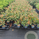 Photinia fraseri 'Red Robin' 30-40 cm 2,0L