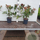 Photinia fraseri 'Red Robin' 30-40 cm 2,0L