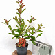 Photinia fraseri 'Red Robin' 40-50 cm 3,0L