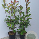 Photinia fraseri 'Red Robin' 40-50 cm 3,0L