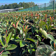 Photinia fraseri 'Red Robin' 40-50 cm 3,0L