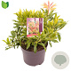 Pieris 'Forest Flame' 40-45 cm 7,5L