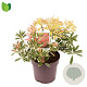 Pieris 'Flaming Silver' 25-30 cm 2,0L
