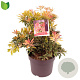 Pieris 'Flaming Silver' 40-45 cm 7,5L