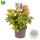 Pieris jap. 'Cupido' 25-30 cm 2,0L
