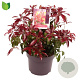 Pieris jap. 'Katsura' 30-40 cm 5,0L