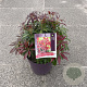 Pieris jap. 'Katsura' 40-45 cm 7,5L