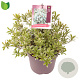 Pieris jap. 'Little Heath' 25-30 cm 2,0L