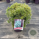 Pieris jap. 'Little Heath' 40-45 cm 7,5L
