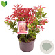 Pieris jap. 'Mountain Fire' 25-30 cm 2,0L