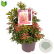 Pieris jap. 'Mountain Fire' 40-50 cm 7,5L