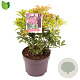 Pieris jap. 'Passion' 25-30 cm 2,0L