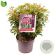Pieris jap. 'Passion' 30-40 cm 5,0L