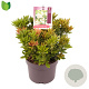 Pieris jap. 'Prelude' 20-25 cm 2,0L