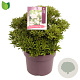 Pieris jap. 'Prelude' 30-35 cm 5,0L