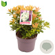 Pieris jap. 'Sarabande' 25-30 cm 2,0L