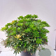 Pieris jap. 'Sarabande' 50-55 cm 13L