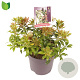 Pieris jap. 'Scarlett O'Hara' 25-30 cm 2,0L